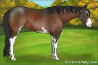 Horse Color:Bay Sabino 