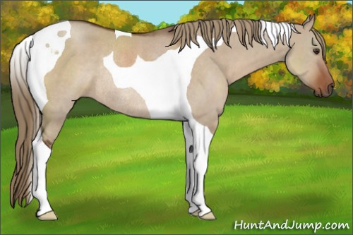 Horse Color:Liver Red Dun Tobiano Rabicano
