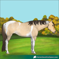 Horse Color:Buckskin Roan Dun Tobiano Rabicano 