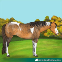 Horse Color:Buckskin Sabino Tobiano Rabicano