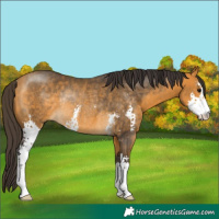 Horse Color:Buckskin Sabino Rabicano