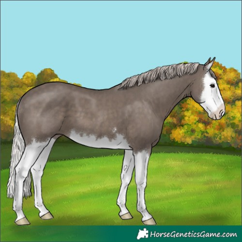 Horse Color:Silver Black Splash 