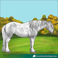 Horse Color:Silver Brown Chinchilla Tobiano 