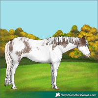 Horse Color:Liver Chestnut Mushroom Sabino Splash Tobiano 