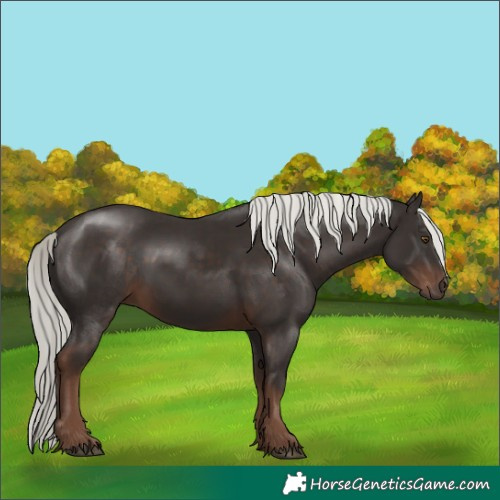 Horse Color:White Spotted Liver Chestnut Mushroom Rabicano 