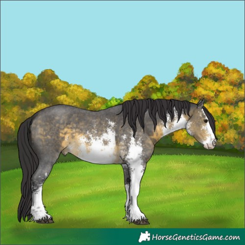 Horse Color:White Spotted Buckskin Mushroom Sabino Rabicano 