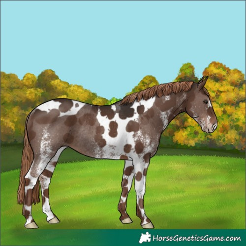 Horse Color:White Spotted Liver Chestnut Tobiano Rabicano 