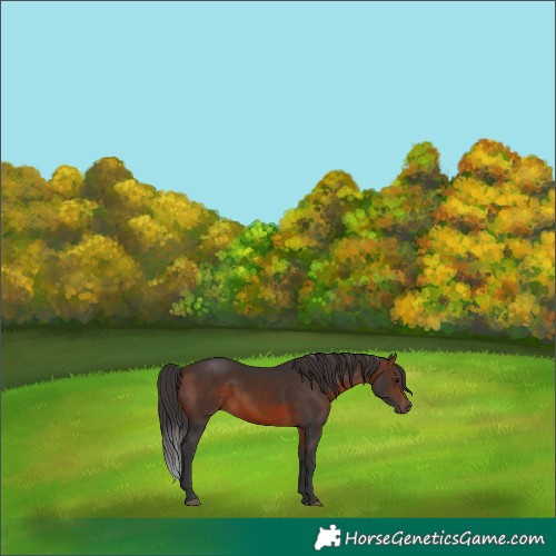 Horse Color:Brown 