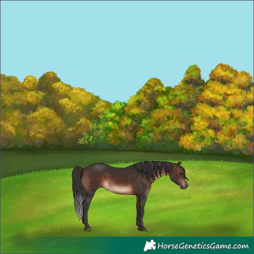 Horse Color:Brown 