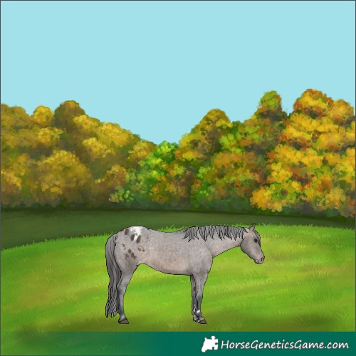 Horse Color:Brown Dun Varnish