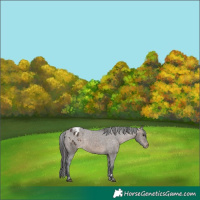 Horse Color:Brown Dun Varnish 