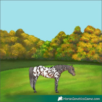 Horse Color:Brown Appaloosa 