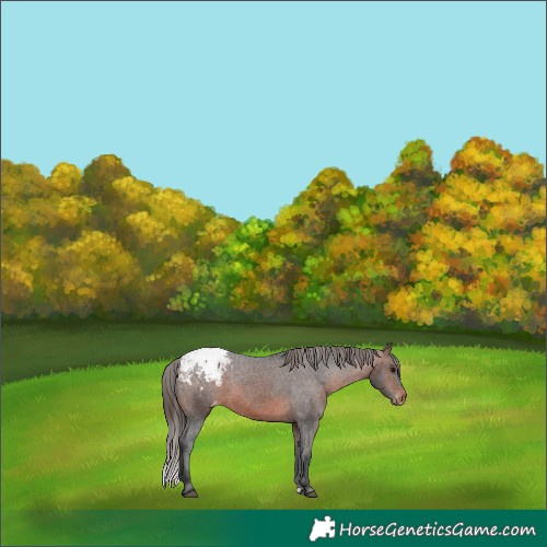 Horse Color:Brown Appaloosa