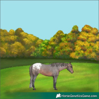 Horse Color:Brown Appaloosa 