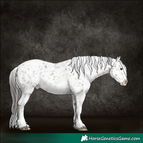 Horse Color:Liver Chestnut Sabino Appaloosa 
