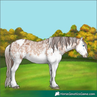 Horse Color:Amber Champagne Sabino Splash Appaloosa 
