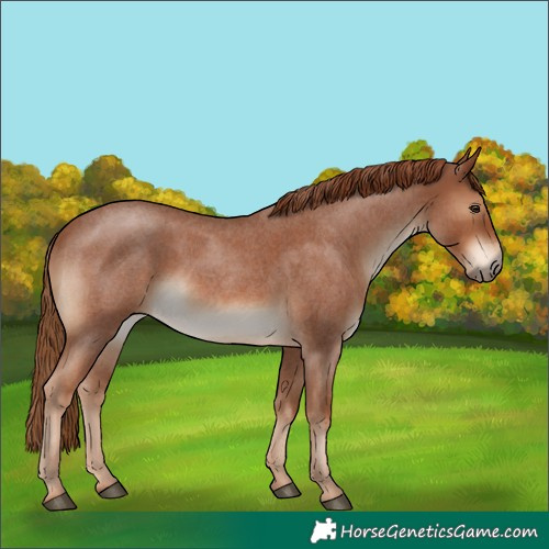 Horse Color:Red Roan