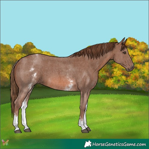 Horse Color:White Spotted Chestnut Sabino