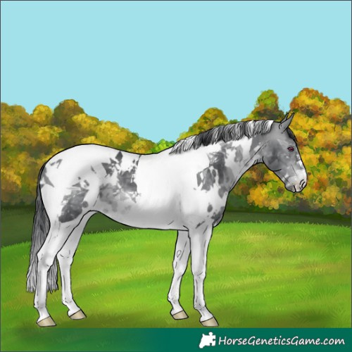 Horse Color:White Spotted Brown Chinchilla Tobiano