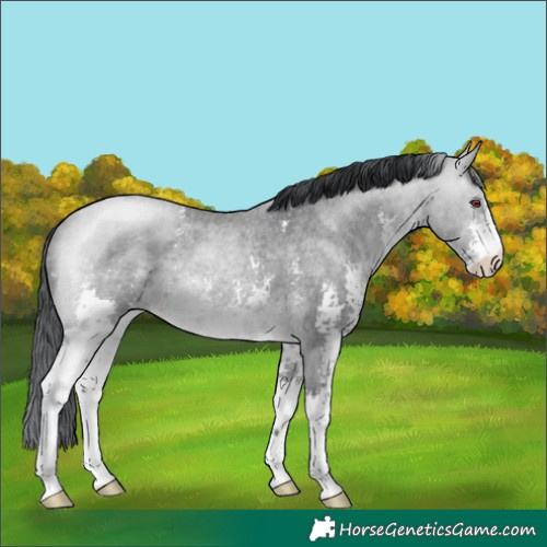 Horse Color:Brown Chinchilla Roan Sabino 