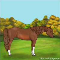 Horse Color:Chestnut Tobiano 