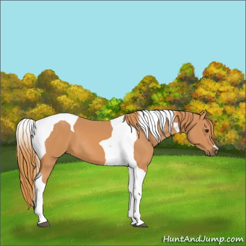Horse Color:Chestnut Tobiano 