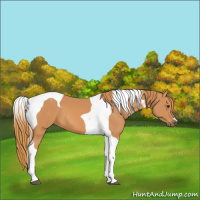 Horse Color:Chestnut Tobiano 