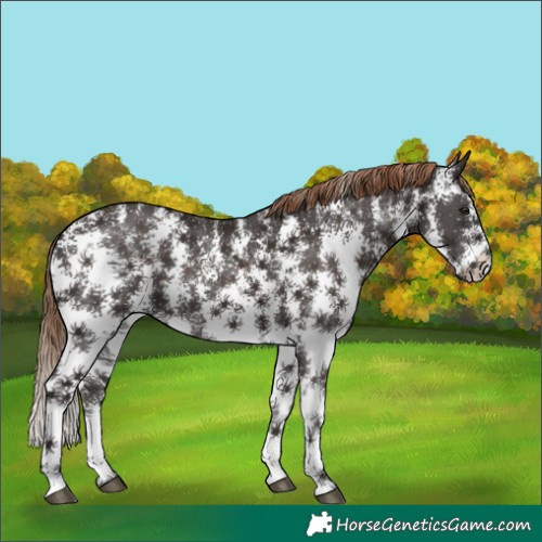 Horse Color:Liver Chestnut Sabino 