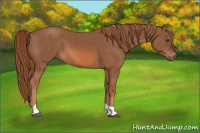 Horse Color:Chestnut Tobiano 