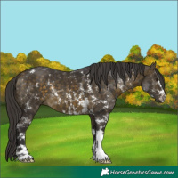 Horse Color:Buckskin Sabino
