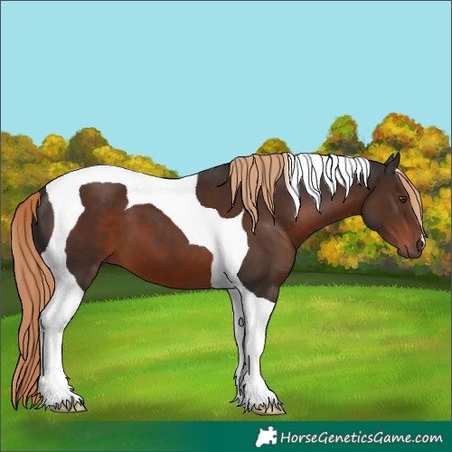 Horse Color:Liver Chestnut Tobiano 