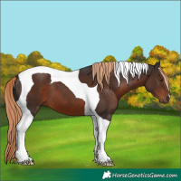 Horse Color:Liver Chestnut Tobiano 