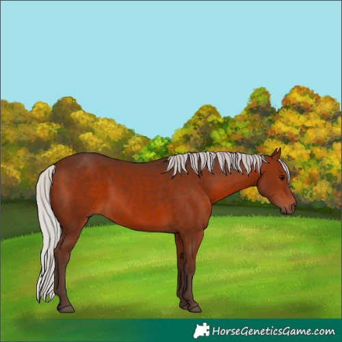 Horse Color:Silver Brown 