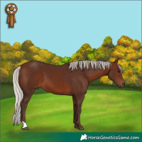 Horse Color:Silver Bay 