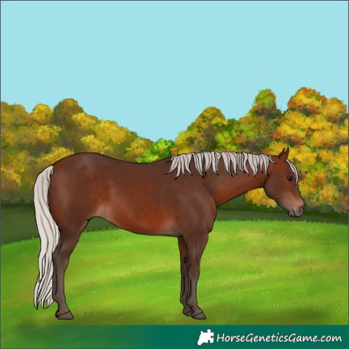 Horse Color:Silver Brown 