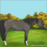 Horse Color:Grullo 