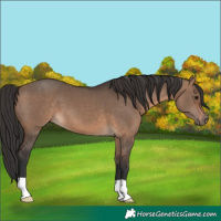 Horse Color:Brown Dun 