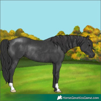 Horse Color:Black Rabicano 