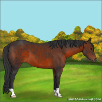 Horse Color:Brown 