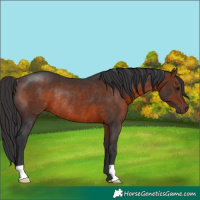 Horse Color:Brown Rabicano