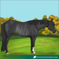 Horse Color:Black Rabicano 