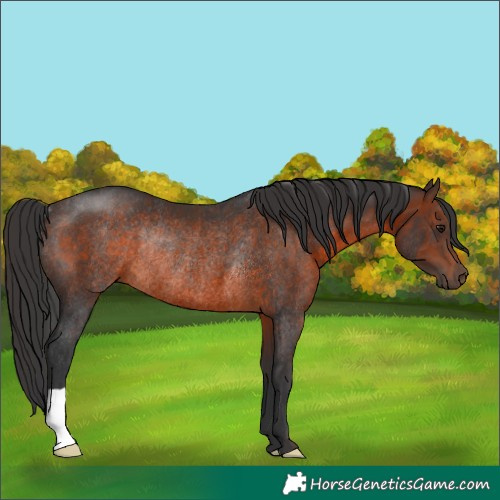 Horse Color:Brown Rabicano 