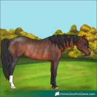 Horse Color:Brown Rabicano 