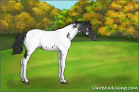Horse Color:Black Tobiano Appaloosa