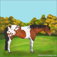 Horse Color:Brown Tobiano Appaloosa