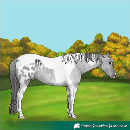 Horse Color:Black Tobiano Appaloosa 