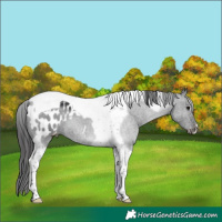 Horse Color:Black Tobiano Appaloosa