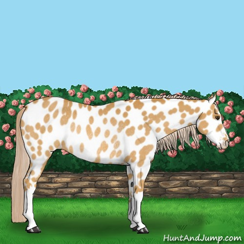 Horse Color:Palomino Appaloosa Rabicano