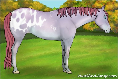 Horse Color:Chocolate Amber Champagne Pearl Dun Appaloosa 