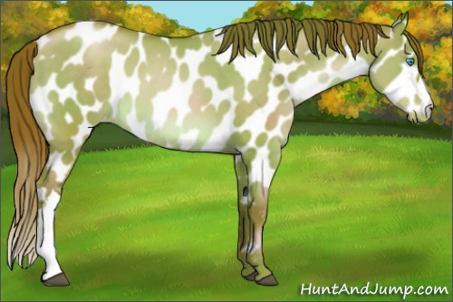Horse Color:Bay Pearl Dun Near Leopard